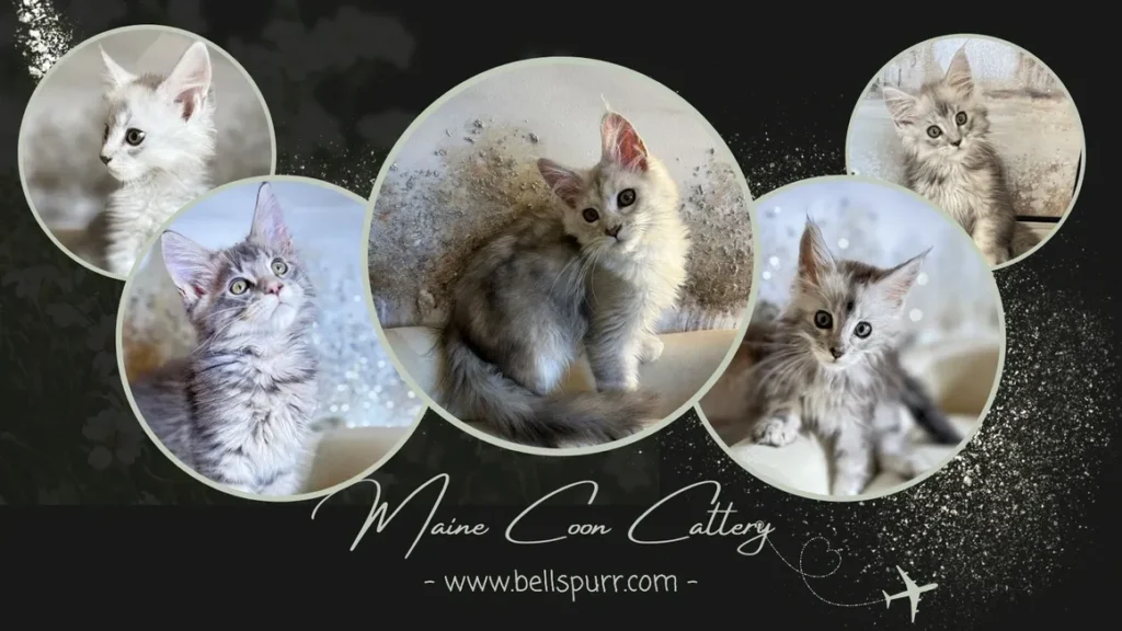 silver-shaded-maine-coon-kittens-for-sale-at-bellspurr.com