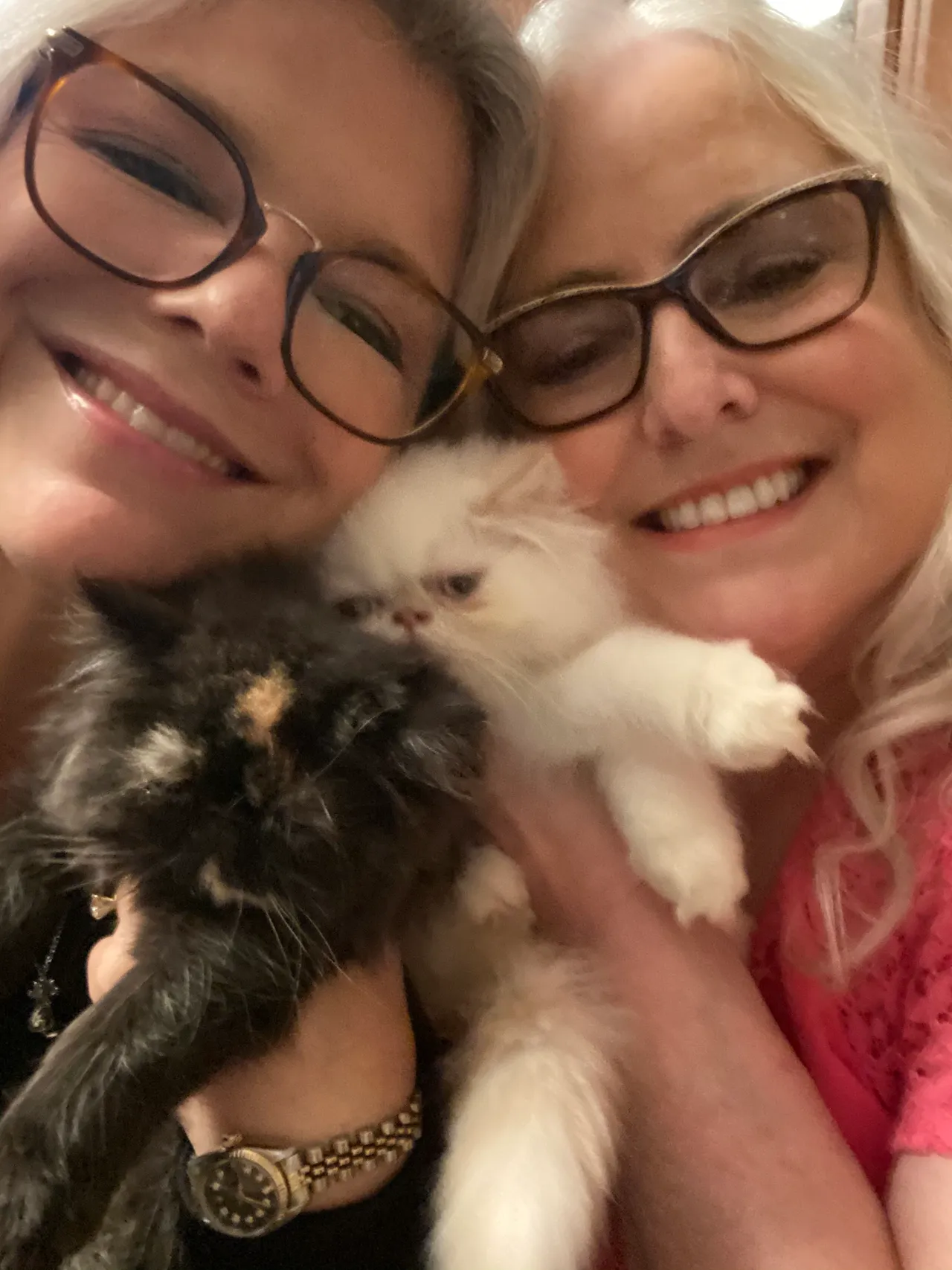 Lucy Appel Delivers a Himalayan Kitten to Norfolk Virginia