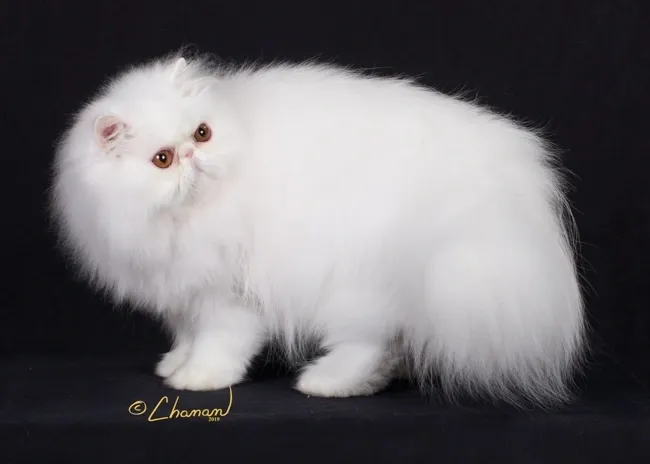 Movado CFA Champion Persian White Male Posing for his Professional Photo Shoot at a Regional Cat Show