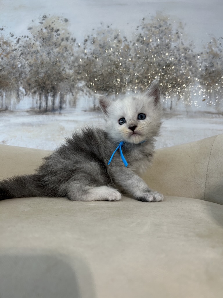 Maine Coon Kitten Silver Shaded