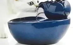 Kitten Drinking water from fountain