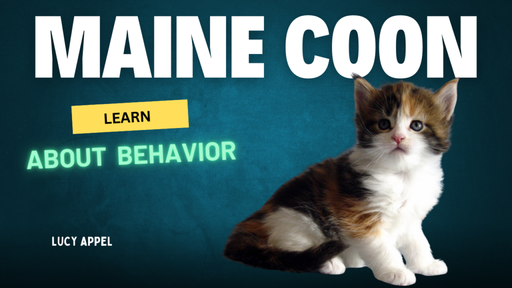 learn-about-maine-coon-kitten-behavior