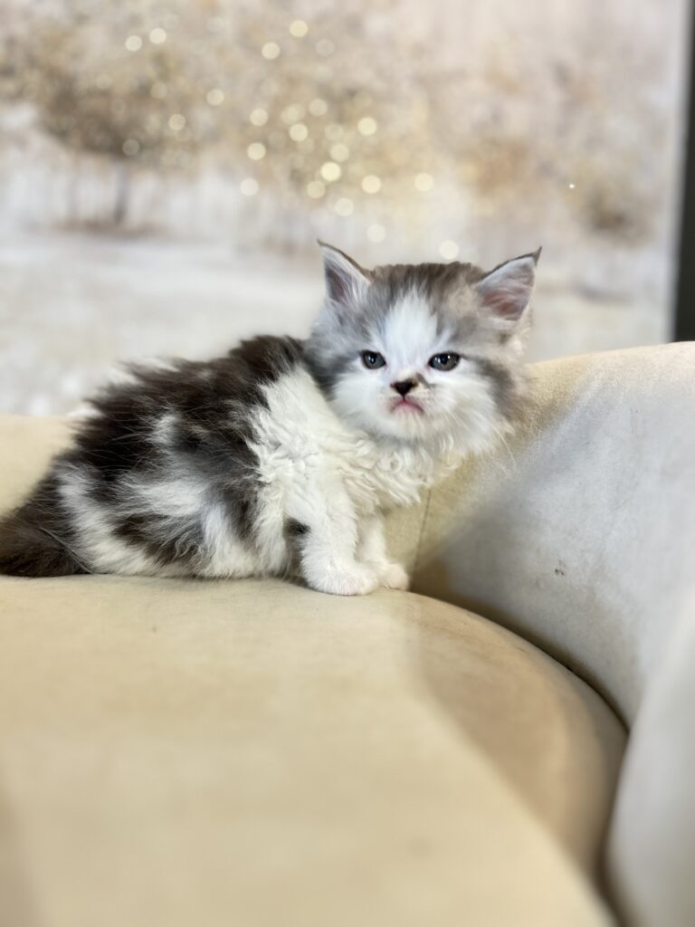 "Black and white PerCoon kitten."
