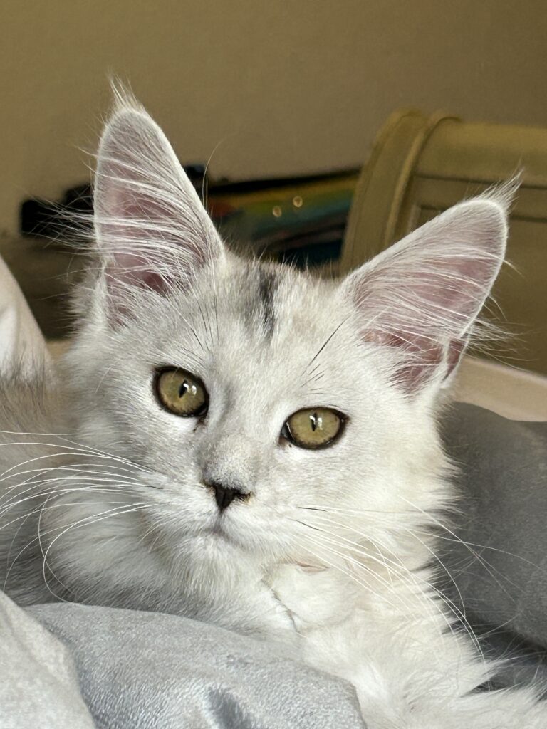 Our gorgeous silver-shaded Maine Coon Valentina, rocking her fabulous coat and stealing hearts left and right!"