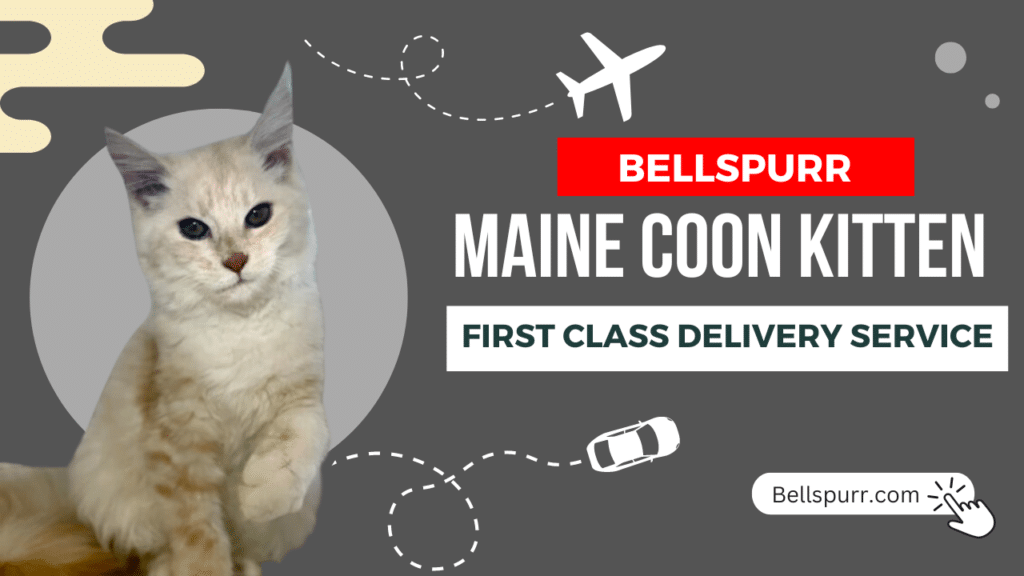 Bellspurr Maine Coon Kitten First Class Delivery Service