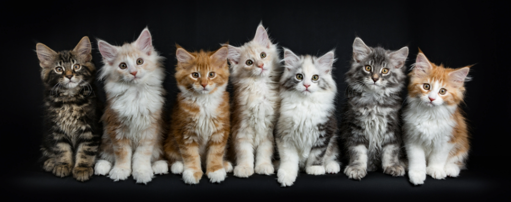 Bellspurr Maine Coon Kittens