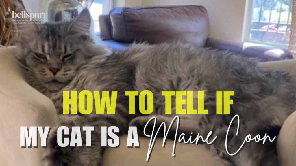 how-to-tell-if-my-cat-is-a-maine-coon