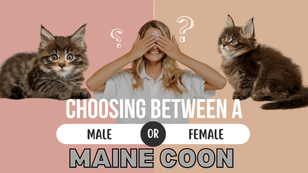 Choosing Between a Male or Female Maine Coon-bellspurr