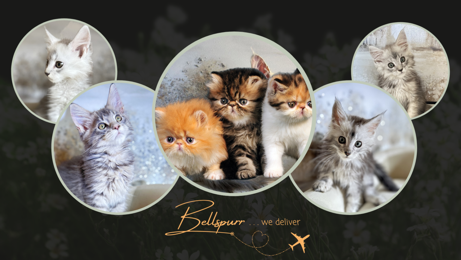 Collage of silver shaded Maine Coon kittens with a promotional banner for luxury Maine Coons, and Exotic Shorthair Kittens. With a Stylized Bellspurr logo and the words we Deliver