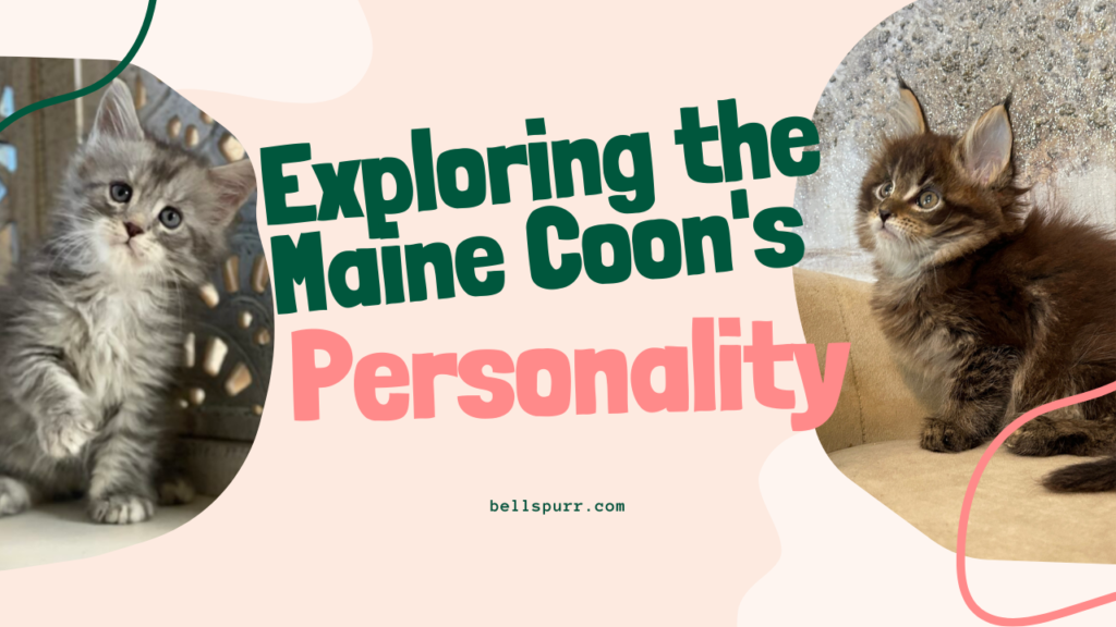 exploring the maine coons personality