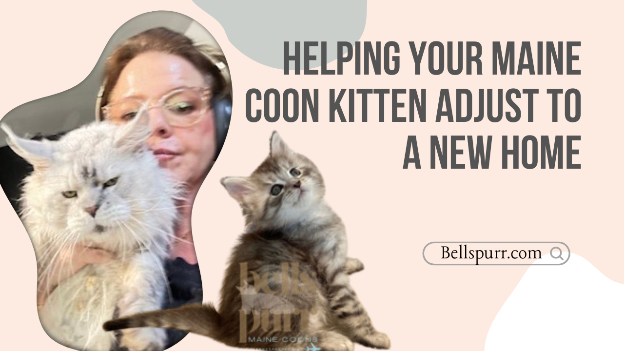 Helping Your Maine Coon Kitten Adjust to a New Home