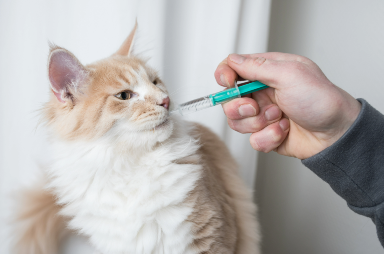 Healthy Maine Coon Kitten