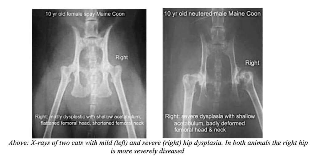 Hip-Dysplasia-in-Maine-coon-health-issue