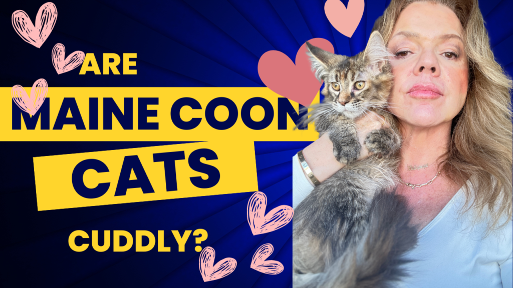 are-maine-coon-cats-cuddly