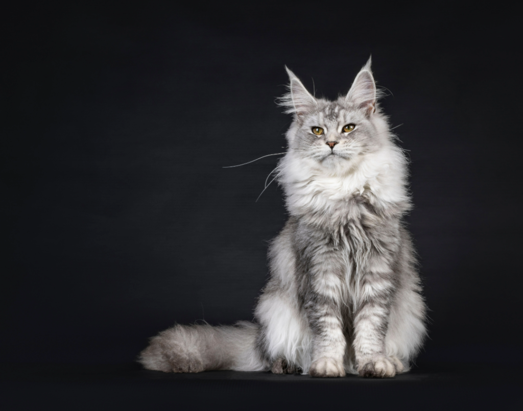 Black SIlver Maine Coon Cat