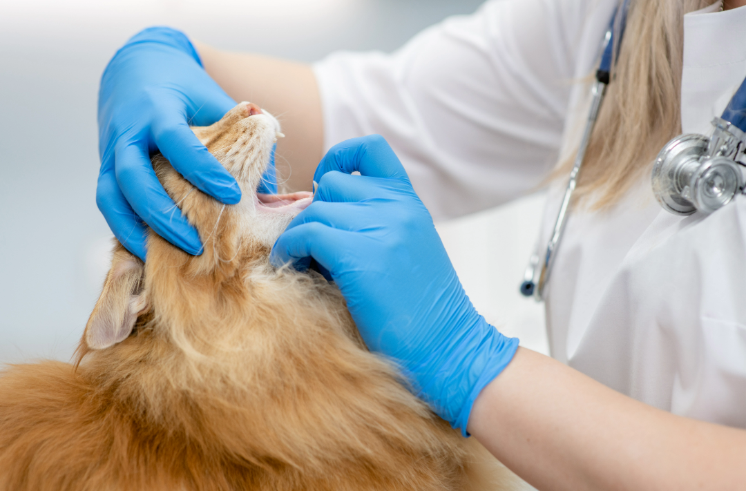 Guide to Maine Coon Dental Care - Bellspurr