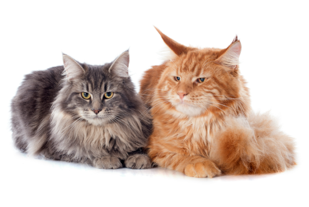 Male and Female Maine Coon