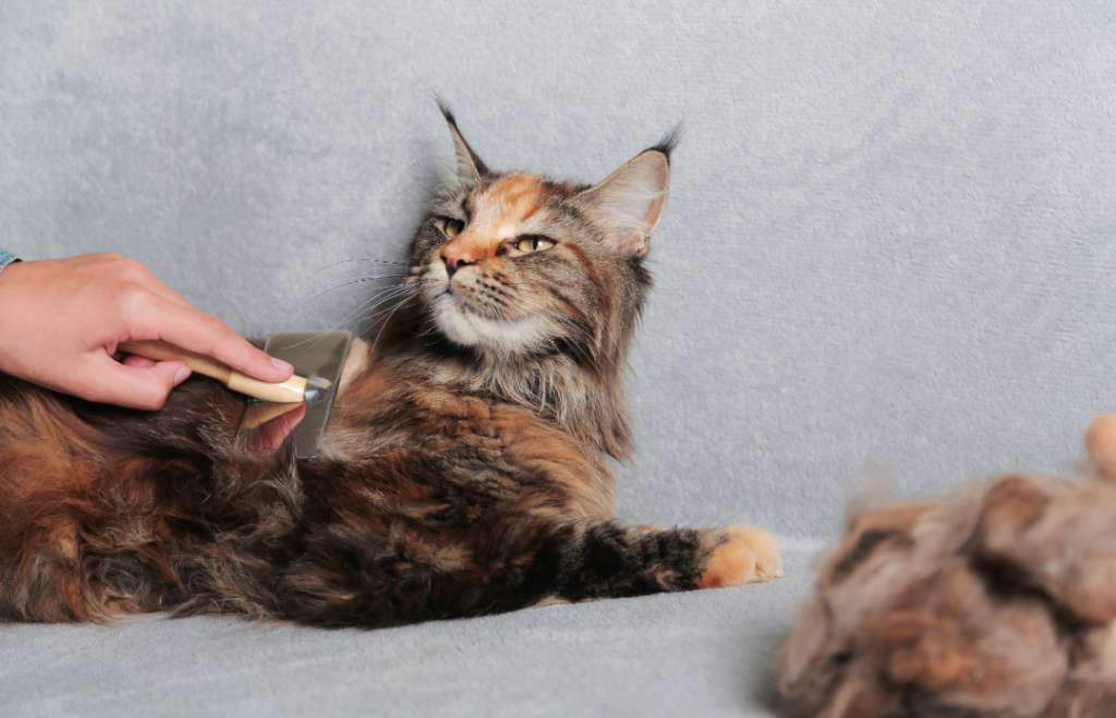 Managing Shedding in Maine Coon Cats