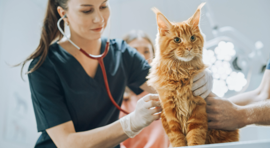 Maine Coon Veterinary Care