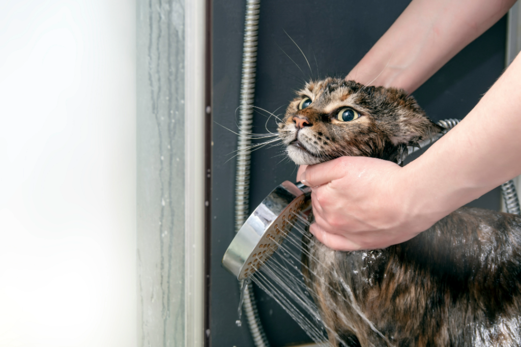 Bathing Needs for Maine Coon Cats