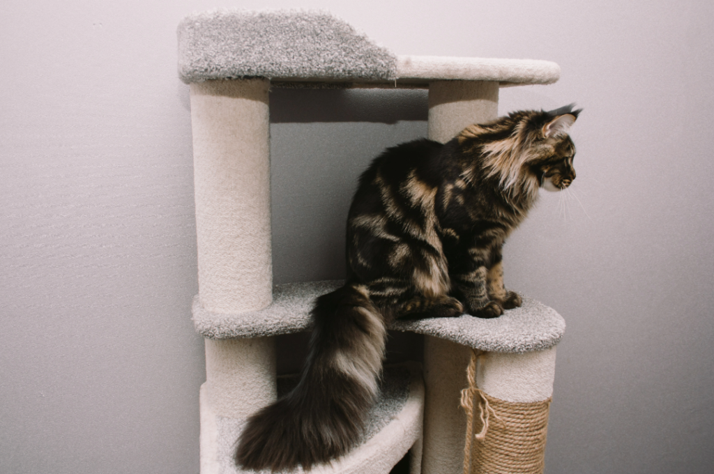 Top Three Cat Trees Ideal for Maine Coon Cats