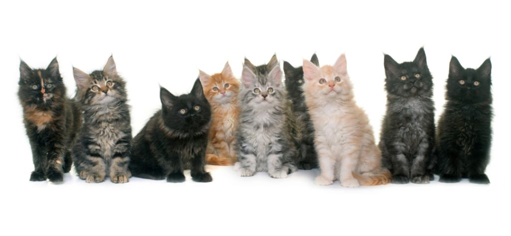 many-different-maine-coon-kittens-of-different-colors