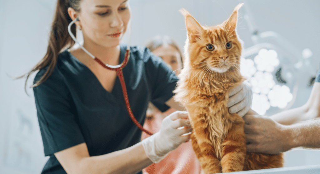 Right Veterinarian for Your Maine coon