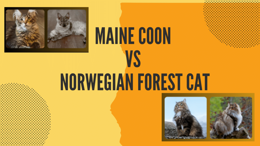 bellspurr-Maine Coon vs Norwegian Forest Cat