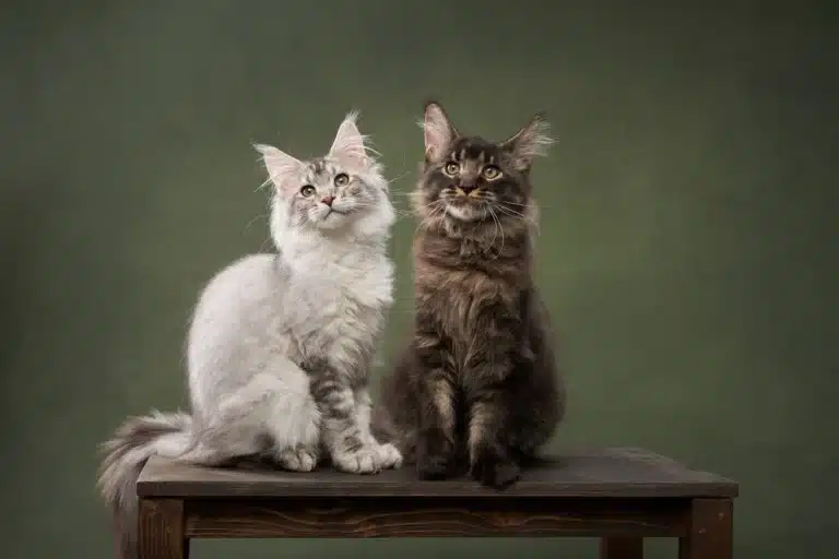 bellspurr-Male-vs-Female-Maine-Coon-Cats