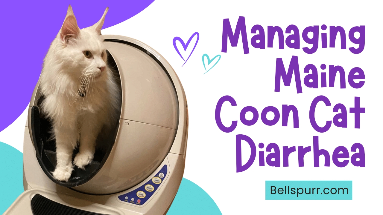 Managing Maine Coon Cat Diarrhea