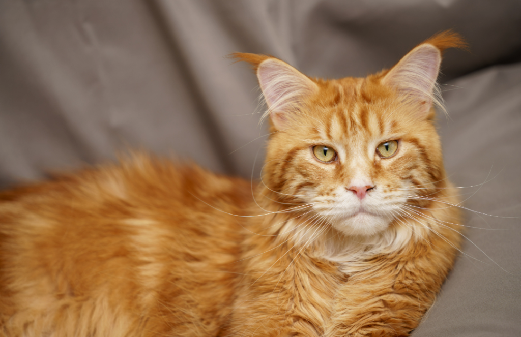 red-maine-coon-cat