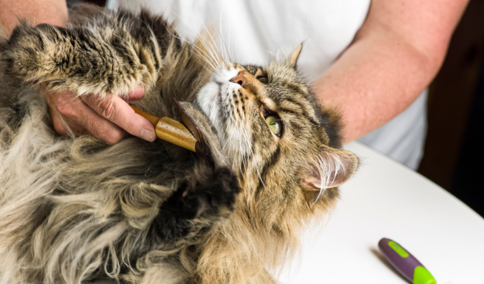 bellspurr-maine-coon-hair-balls