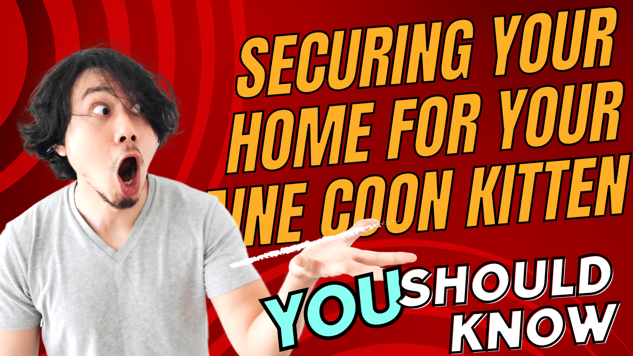 securing-your-home-for-your-maine-coon-kitten