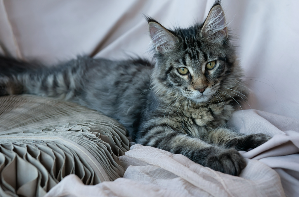 Should I consider Getting a Maine Coon