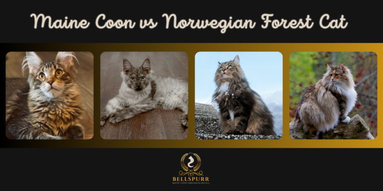 Maine Coon vs Norwegian Forest Cats