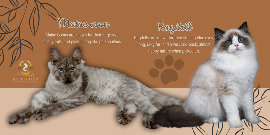 Two cats in the image Maine coon and Ragdoll, Comparison in both of them