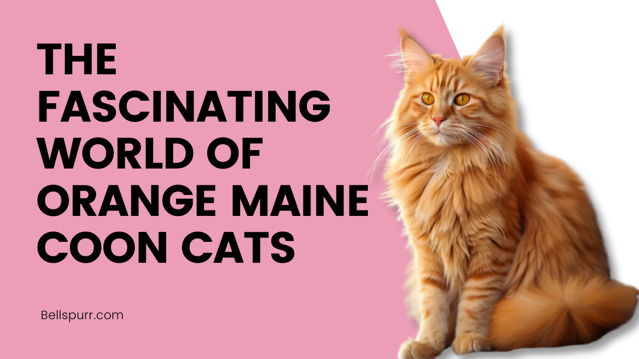 Bellspurr-The Fascinating World of Orange Maine Coon Cats