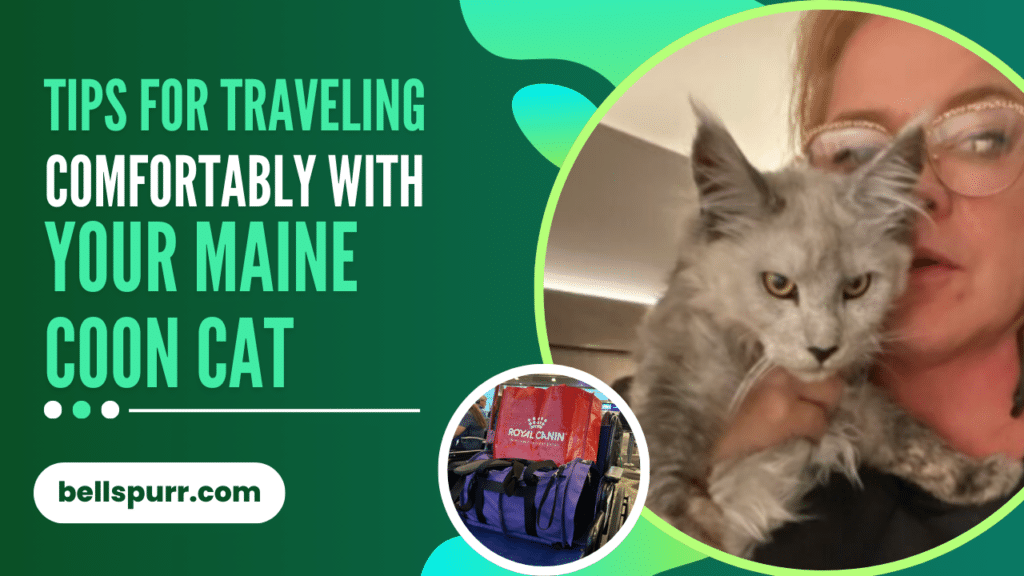 bellspurr-travel-with-maine-coon-cat