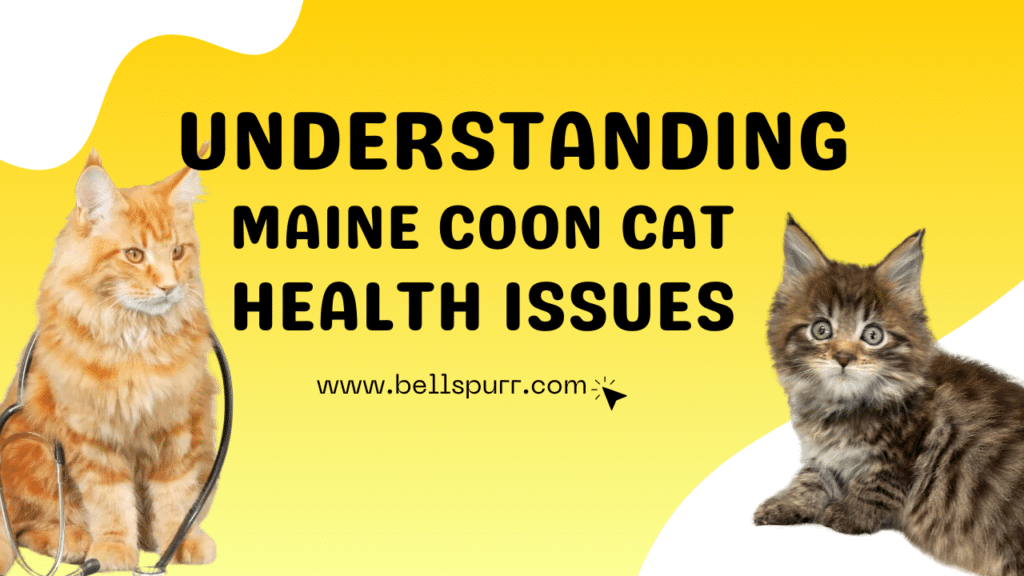 Understanding Maine Coon Cat Health Issues-bellspurr