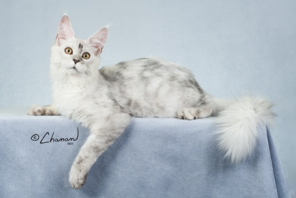 "Gentle Breeze, a Silver Shaded Maine Coon King CFA champion from Switzerland, captured in a professional photo at an American cat show."
