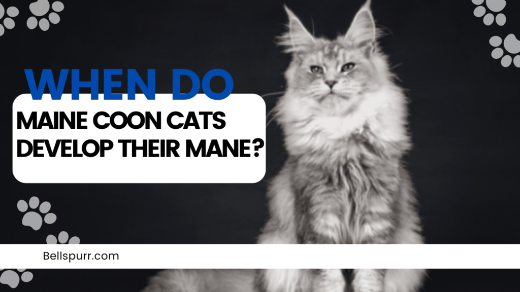 When Do Maine Coon Cats Develop Their Mane?