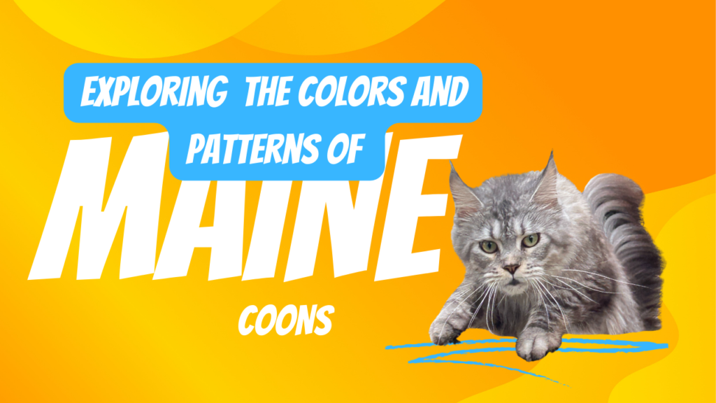 exploring-the-colors-and-patterns-of-maine-coons