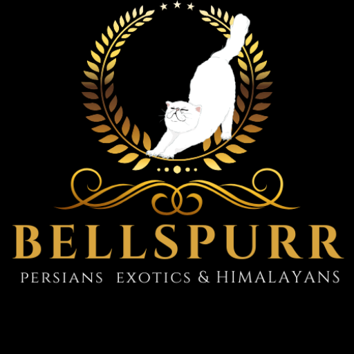 Bellspurr Persians, Exotic Shorthairs, & Himalayans Logo