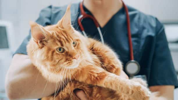 Managing Maine Coon Cat Diarrhea