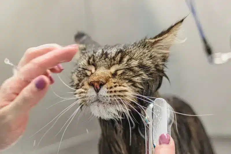 bellspurr-understanding-Bathing -Needs-for -Maine -Coon