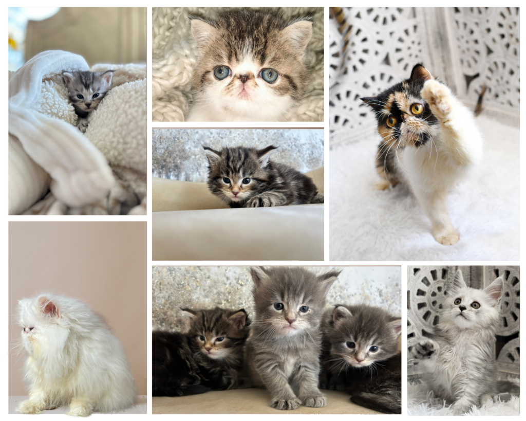 kitten collage