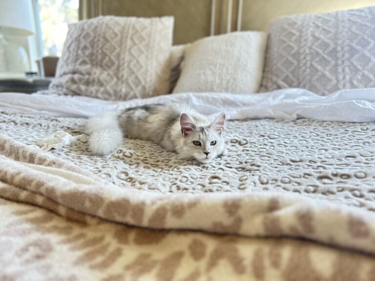 cat laying on the bed to make him comfortable