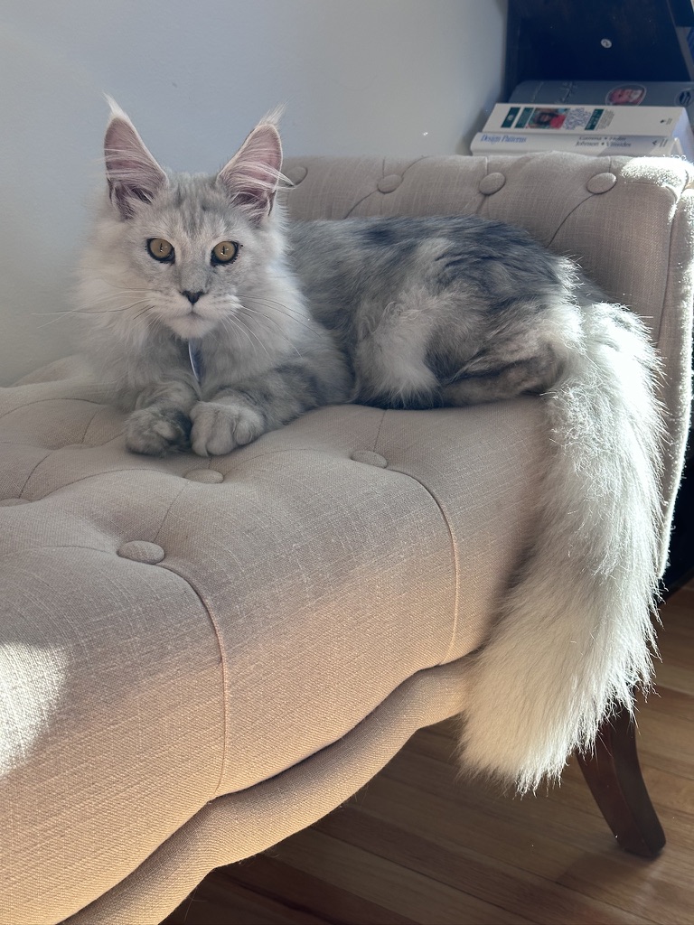 big-silver-shaded-maine-coon-female