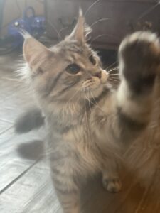 maine-coon-kitten-from-8-months-to-two-years