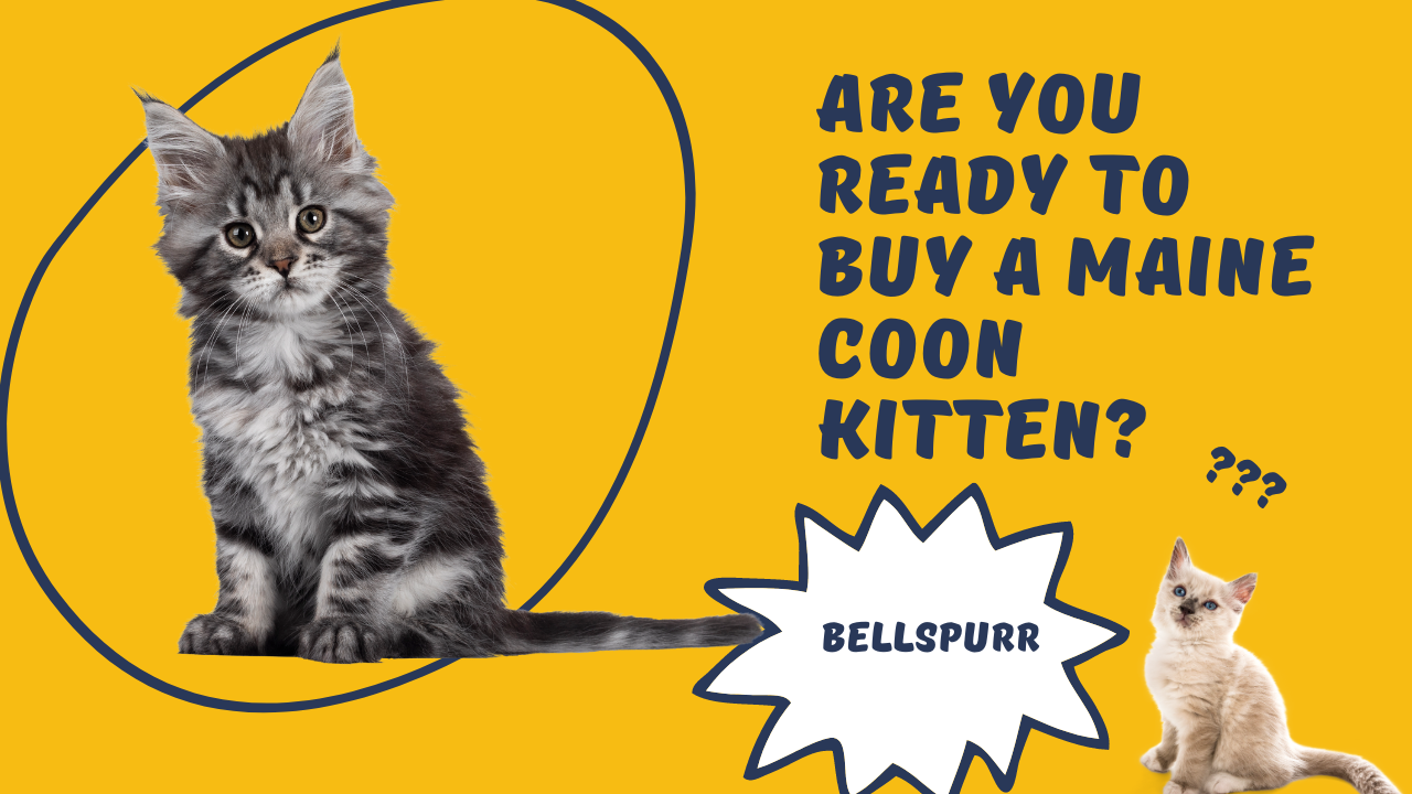 are-you-ready-to-buy-a-maine-coon-kitten-bellspurr